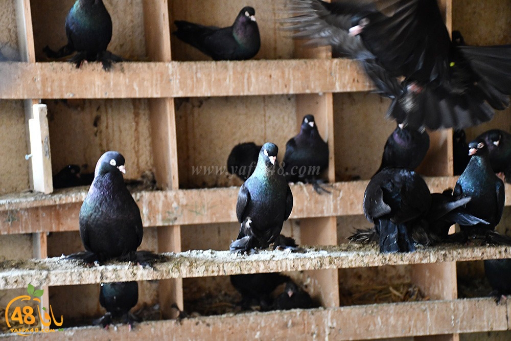 zohdi 3ashoor (107).jpeg